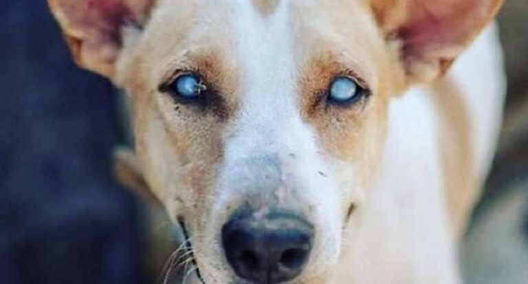 Man becomes best friend to blind dog from shelter