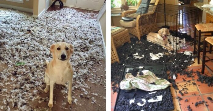 20 “innocent” pets who have no idea where this mess came from