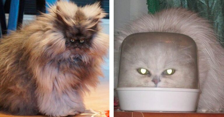 20 cats that are so threatening you wouldn't want to mess with them