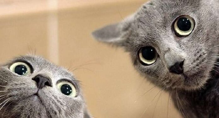 10 Funniest Times Cats Learned to Take Selfies