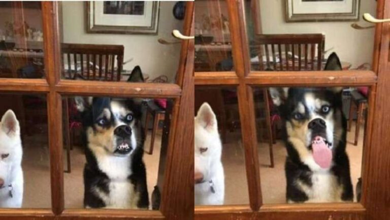 The dog licks the glass door from hunger and became the hero of memes about waiting
