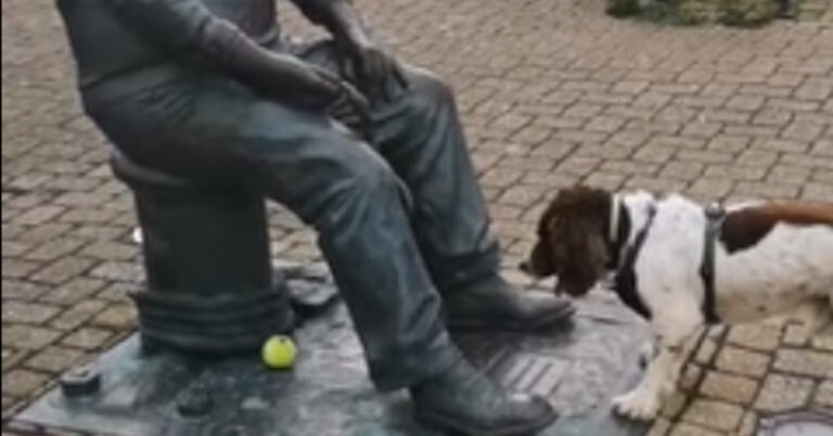 The hilarious reaction of the dog to the “man” who refused to throw him the ball