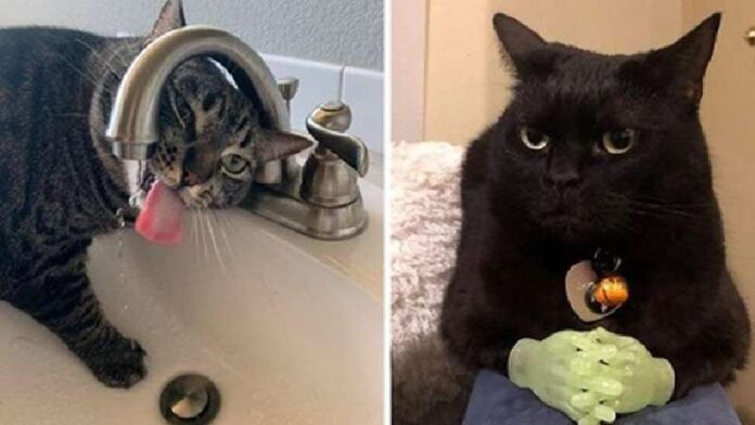 Climb into a full bath, squat down – cats are now even not capable of this