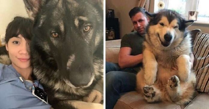 15 touching and funny dogs that show that the bigger the dog, the more love he will bring.