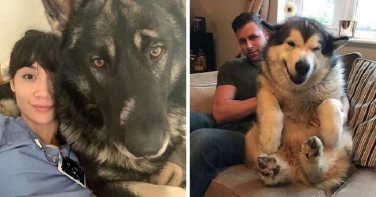 15 touching and funny dogs that show that the bigger the dog, the more love he will bring.