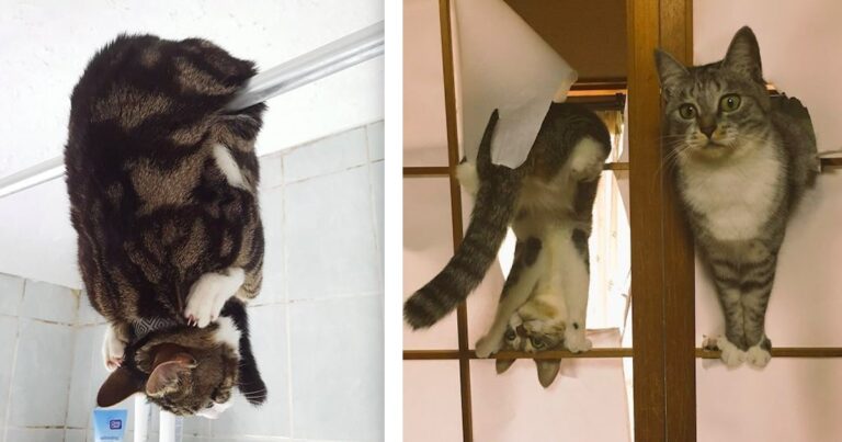 50 crazy cats that make us laugh