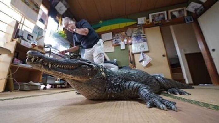 A crocodile has been living in a Japanese family for 40 years