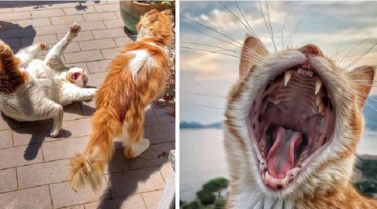 An Italian photographs the life of her cats, so much so that you won’t see anything cuter and funnier today