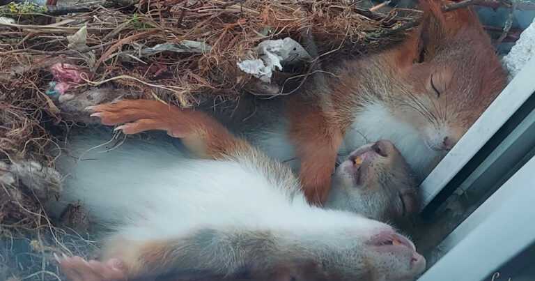 The chipmunks built a nest outside his window, and he soon saw the sweetest scene ever