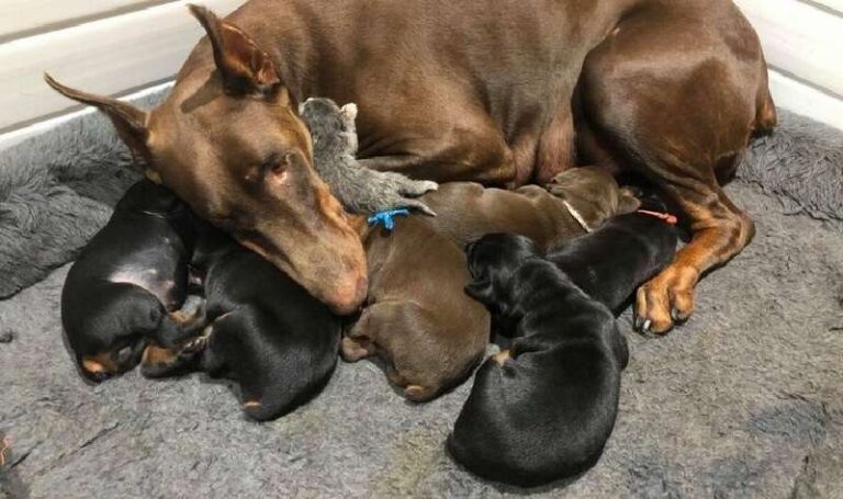 The family put a newborn cat to a nursing dog