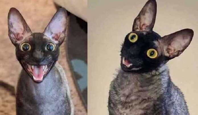 Pixel cat, who is called “a living nightmare”