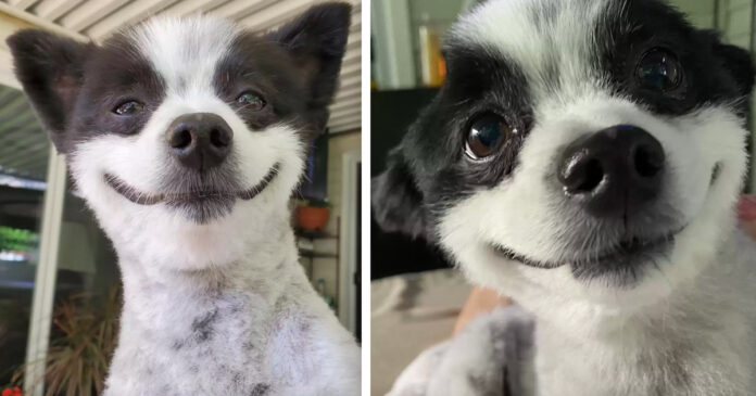 This little dog never stops smiling. He infects everyone he meets with positive energy