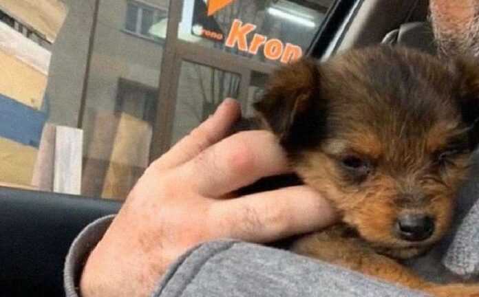 A volunteer adopted a puppy that lived in a boot. What was the dog like?
