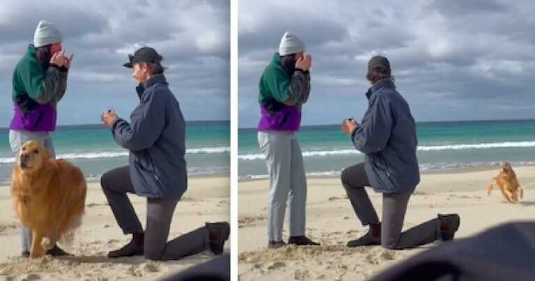 The dog's brilliant reaction to his parents' engagement. “We couldn't help but laugh”