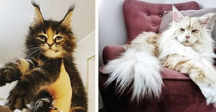 15 confirmations that there is some kind of inexplicable magic in Maine Coons