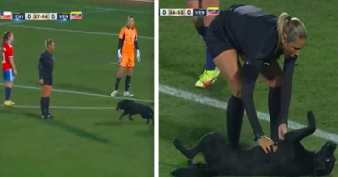A friendly female dog burst onto the field and interrupted the match. Brilliant reaction of the soccer players