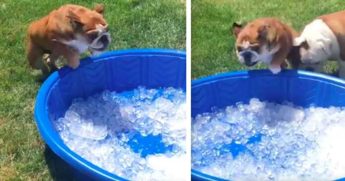 A cute bulldog jumps for joy when he sees his new pool full of ice cubes