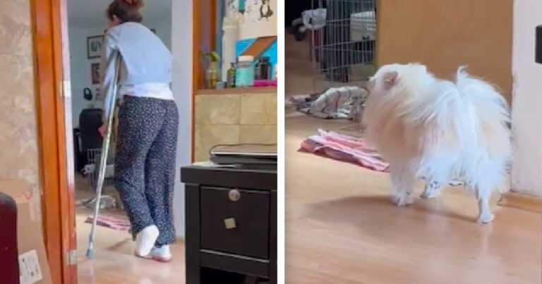 The empathetic dog stops using one paw as a sign of solidarity with his mother on crutches