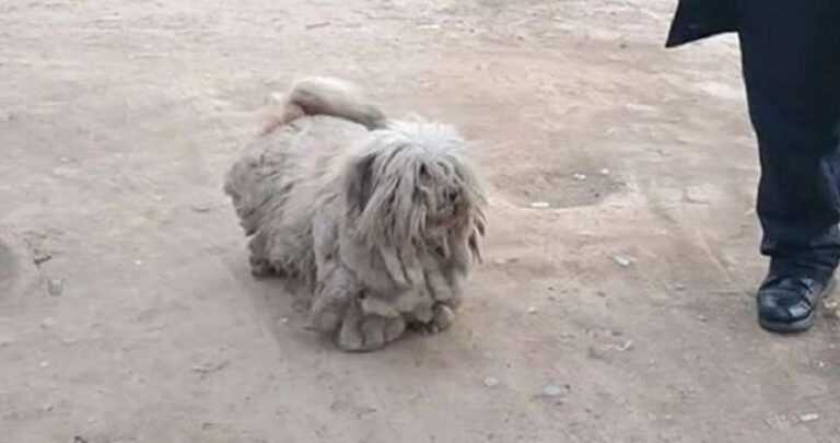 3.5 kg of wool was sheared from a stray dog