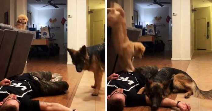 The owner decided to test how the dogs would react to his fainting. Each came up with their own plan of salvation