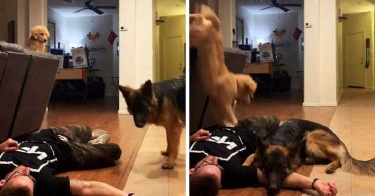 The owner decided to test how the dogs would react to his fainting. Each came up with their own plan of salvation