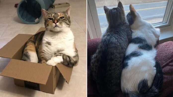 15 Pictures Showing How Cats Are Enjoying Life After Their Owners Are Gone