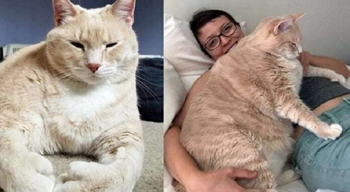 A couple adopted an extremely fat shelter cat in order to bring him into shape