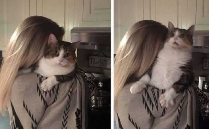 15 Cats That Surprisingly Accurately Reflect Human Feelings. even though they are cats