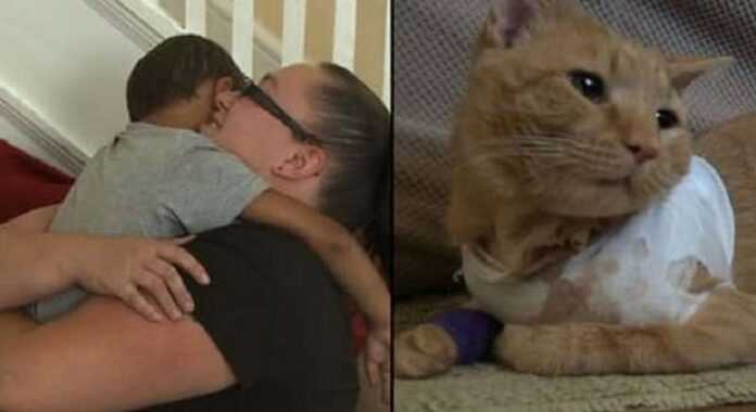 Heroic cats that saved the lives of their owners