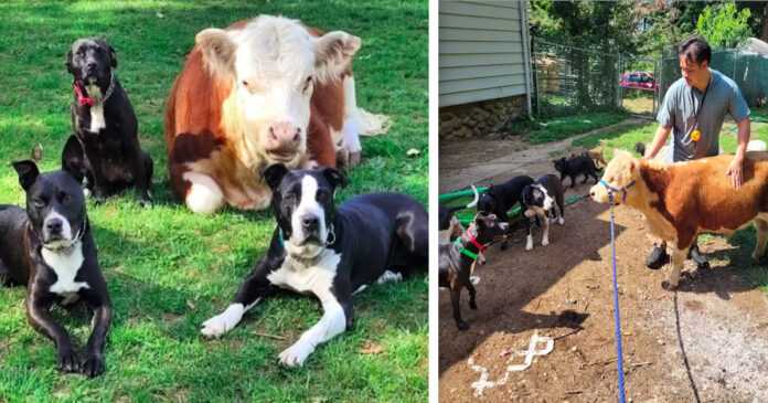 A mini cow that has been rejected by its own herd is adopted by a group of dogs