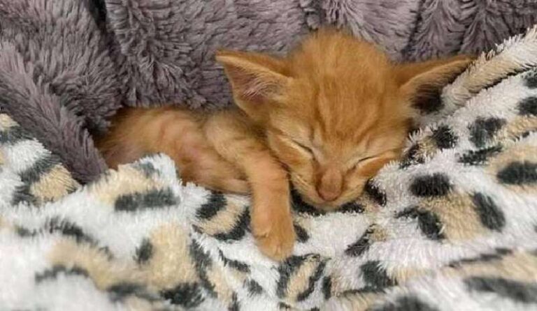 Homeless kitten hiding under stones