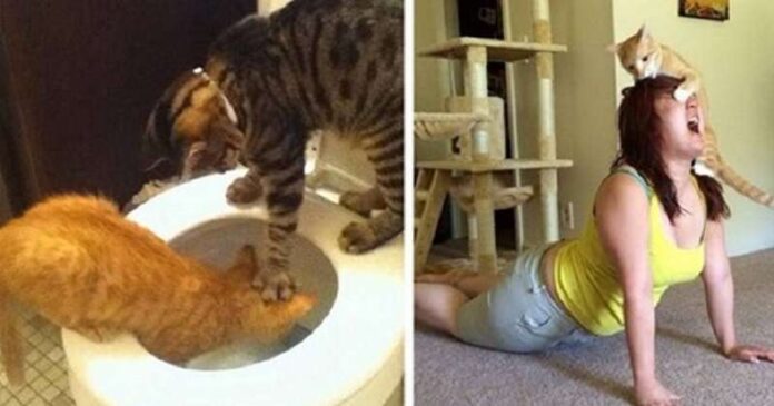 15 evidence that cats are cute and fluffy bastards