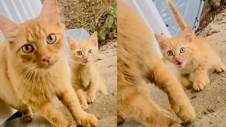 A street cat was looking for food for her kittens and did it so competently that she found a home together with the kids