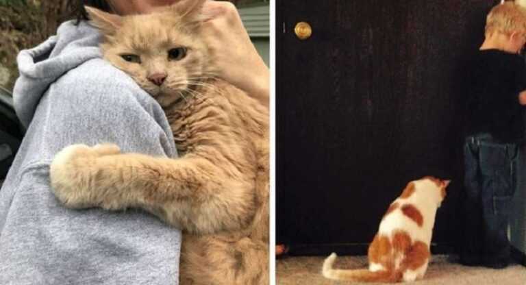 15 photos that prove that cats can be just as loyal, devoted and caring as dogs