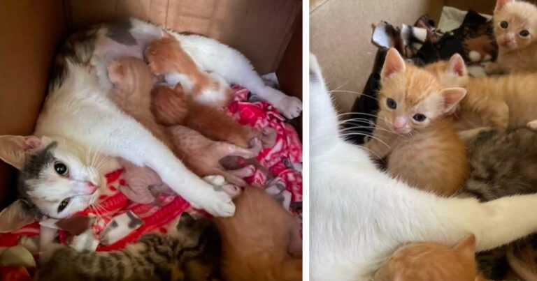 Cat mother hears the crying of orphaned children from another room and decides to adopt them all