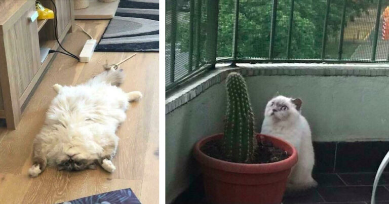 20 cats that got caught doing mega weird things