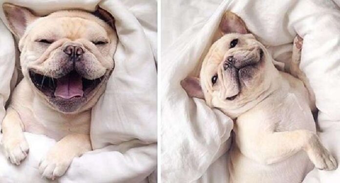 15 proofs that there are no more adorable than bulldogs