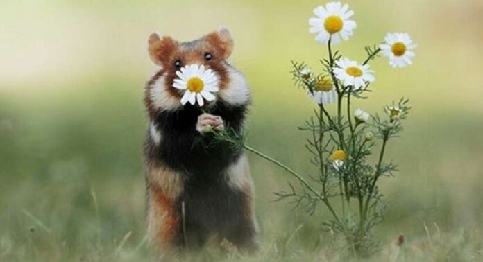 Little Animals Enjoy Life: Julian Rad's Great Photo Project