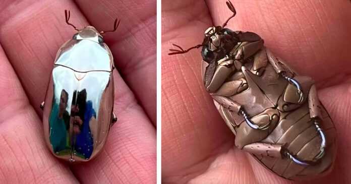 He has found an amazing beetle that is too stunning to be real
