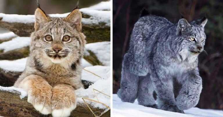 15 photos of majestic Canadian lynxes – cats with the softest and fluffiest paws