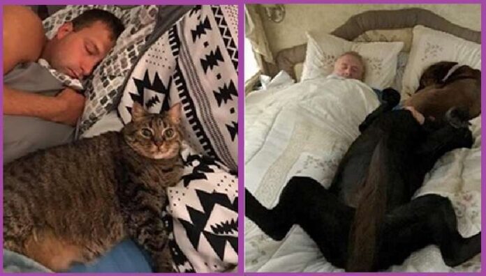15 Times Pets Kicked Their Owners Out Of Their Beds And It Was Brazen But Very Cute