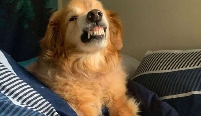 The dog scared the visitors of the shelter with a strange smile, so no one took him