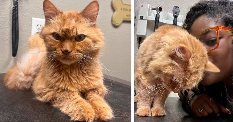 A 16-year-old cat who is about to be euthanized for no reason begs a woman to save him