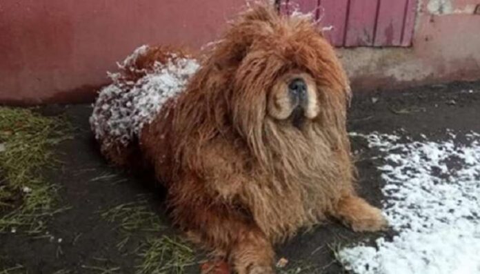 A chow-chow teddy bear wandered the snow-covered streets for a month in search of an owner