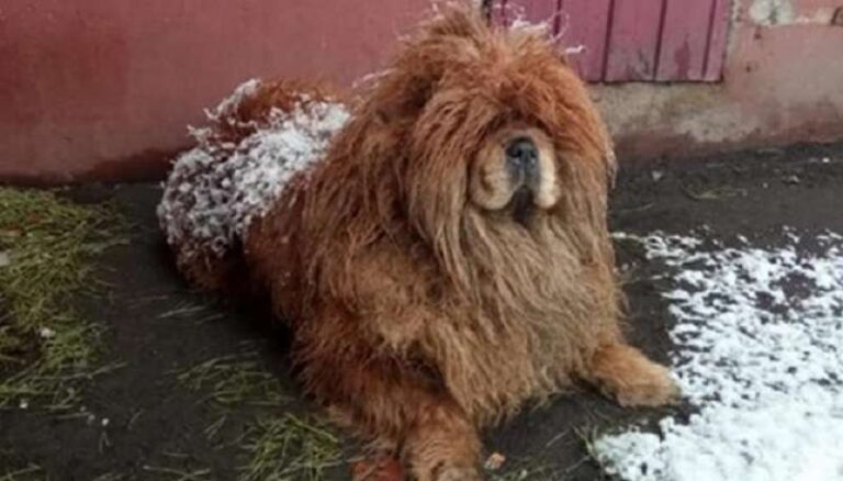 A chow-chow teddy bear wandered the snow-covered streets for a month in search of an owner