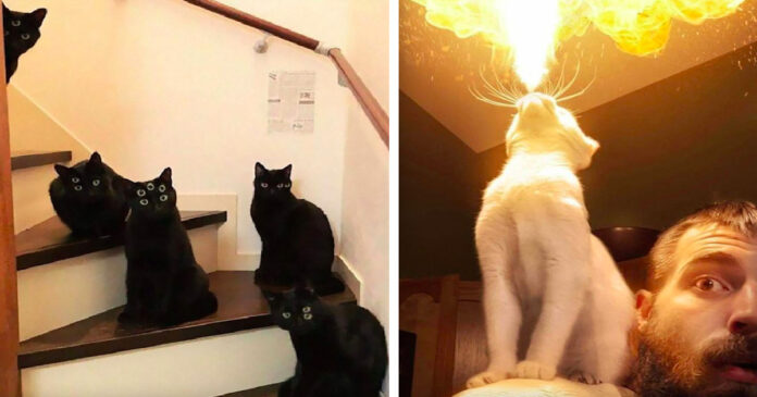 20 cats who act so scary you get the creeps