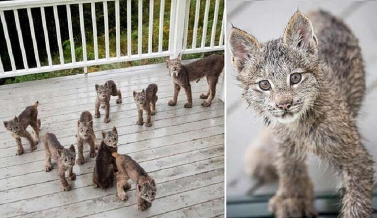 Unexpected guests: a man met a lynx family on the porch of his house in the morning