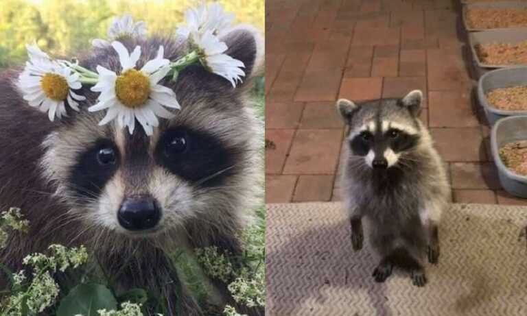 10 cute raccoons that will easily steal your heart