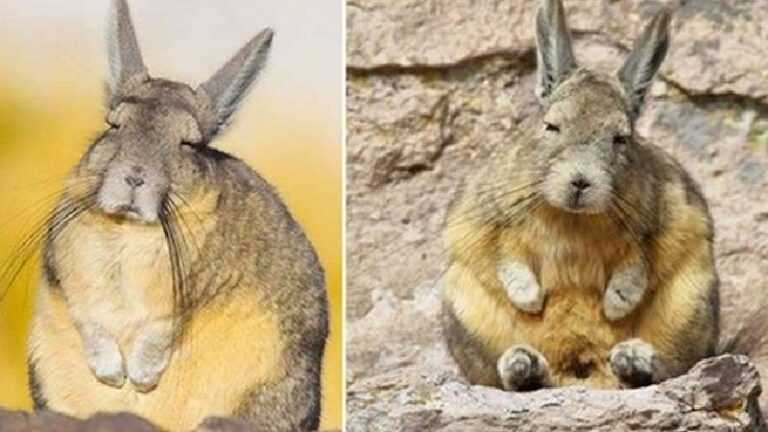 Thousands of people wanted to make viscacha their spirit animal