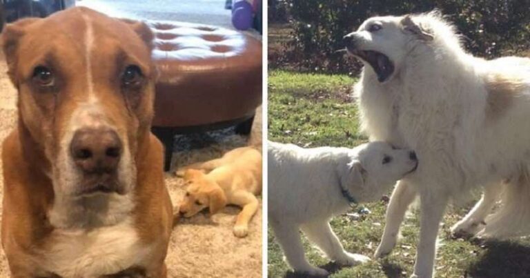 15 Dogs Who Lived Very Happily Until Another Dog Came Into The House